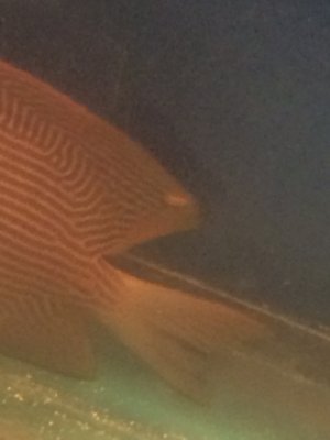 FullSizeRender (4).jpg