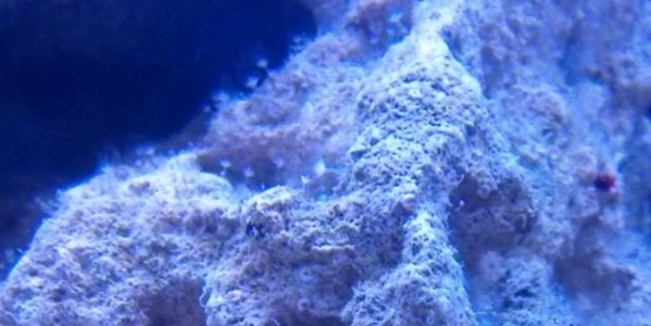 Hydroid of some type.jpg