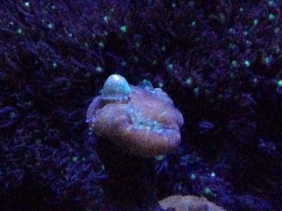 ImageUploadedByTapatalk1424761006.554482.jpg ImageUploadedByTapatalk1424761006.554482.jpg