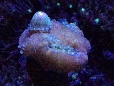 ImageUploadedByTapatalk1424761021.587471.jpg ImageUploadedByTapatalk1424761021.587471.jpg