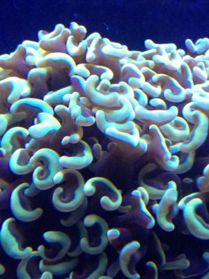 Reef tank 029.jpg