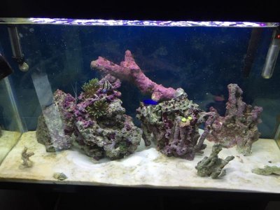 ImageUploadedByTapatalk1424781267.143172.jpg ImageUploadedByTapatalk1424781267.143172.jpg