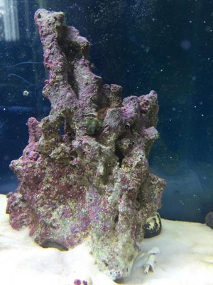 ImageUploadedByTapatalk1424785142.027890.jpg ImageUploadedByTapatalk1424785142.027890.jpg