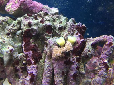 ImageUploadedByTapatalk1424785154.160064.jpg ImageUploadedByTapatalk1424785154.160064.jpg