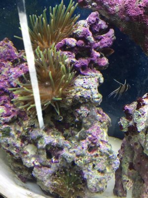 ImageUploadedByTapatalk1424785167.558185.jpg ImageUploadedByTapatalk1424785167.558185.jpg