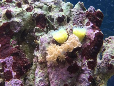 ImageUploadedByTapatalk1424785487.602807.jpg ImageUploadedByTapatalk1424785487.602807.jpg