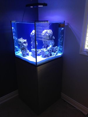 Fish.jpg