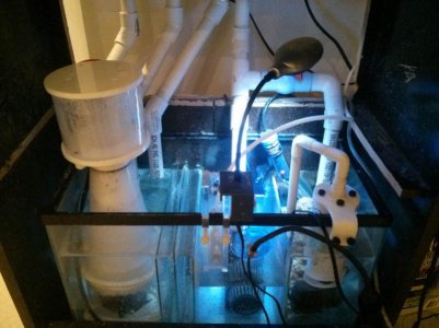 10 gallon sump 1.jpg