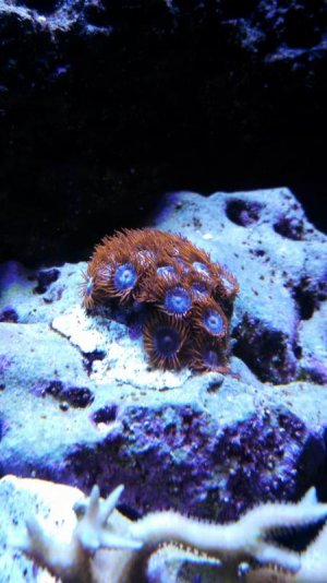 zoa2.jpg