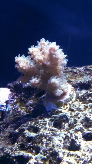 Acropora.jpg