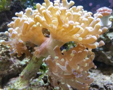 frogspawn.jpg