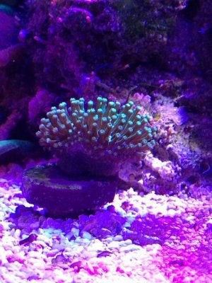 ImageUploadedByTapatalk1425142524.956181.jpg ImageUploadedByTapatalk1425142524.956181.jpg