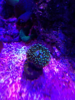 ImageUploadedByTapatalk1425142536.645059.jpg ImageUploadedByTapatalk1425142536.645059.jpg