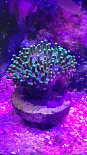 ImageUploadedByTapatalk1425142557.890019.jpg ImageUploadedByTapatalk1425142557.890019.jpg