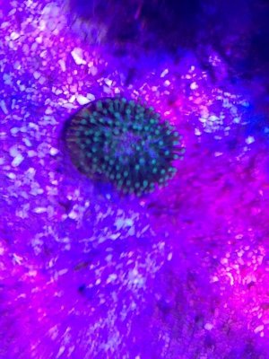 ImageUploadedByTapatalk1425143287.470876.jpg ImageUploadedByTapatalk1425143287.470876.jpg