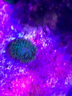 ImageUploadedByTapatalk1425143298.338327.jpg ImageUploadedByTapatalk1425143298.338327.jpg