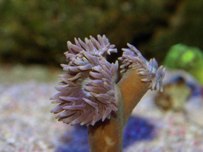 Duncan Coral.jpg