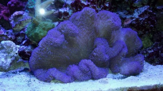 Blue Gig E 03_01_15.jpg