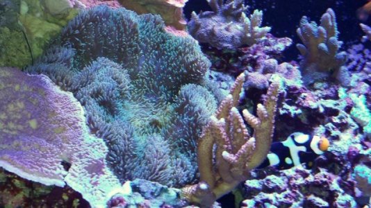 Green Gig 03 E_01_15.jpg