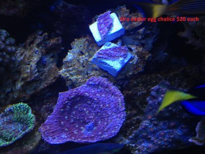 ora easter egg chalice.jpg