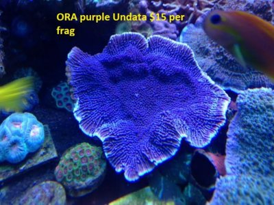 ora undata.jpg