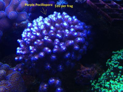 Purpleporcpora.jpg