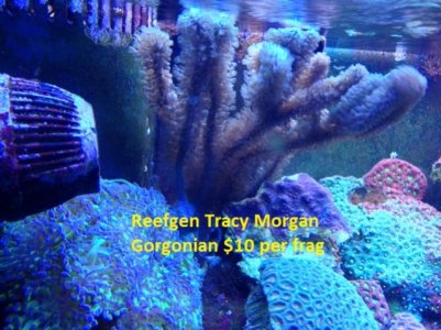 Tracy Morgonian Gorgonian.jpg