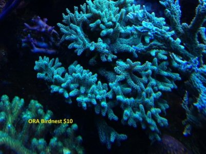 Ora birdnest (640x480).jpg