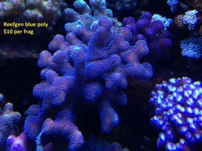 reefgen bluepoly (640x480).jpg