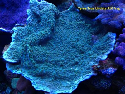 Tyree true undat (640x480).jpg