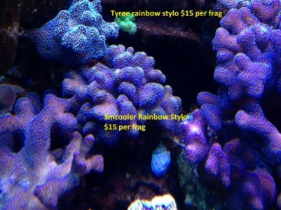 Tyreesmcooler stylo (640x480).jpg