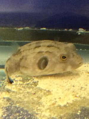 Puffer1.jpg