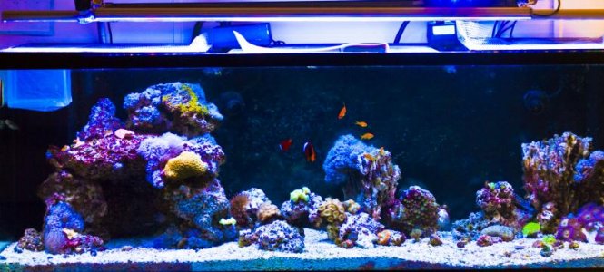 reef.jpg