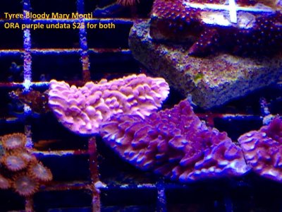 bloodyora montis.jpg