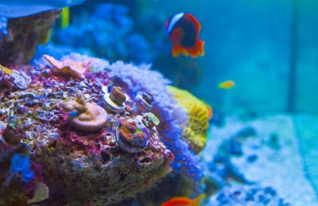reef2.jpg