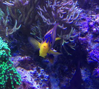 lrg regal 3-5-15.jpg