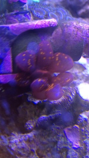 red algae.jpg