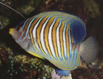 Pygoplytes diacanthus.jpg