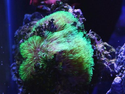 Briareum-violacea-Neon-Green-Star-Polyp-Parent-Colony.jpg