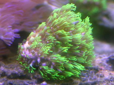 Briareum-violacea-Neon-Green-Star-Polyp-Frag-4-14K.jpg