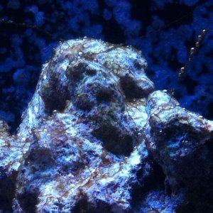 ImageUploadedByTapatalk1425853946.672799.jpg ImageUploadedByTapatalk1425853946.672799.jpg