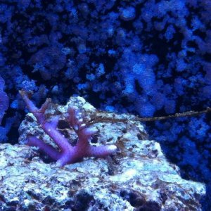 ImageUploadedByTapatalk1425853963.379494.jpg ImageUploadedByTapatalk1425853963.379494.jpg