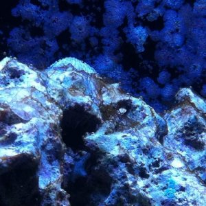 ImageUploadedByTapatalk1425853985.744130.jpg ImageUploadedByTapatalk1425853985.744130.jpg