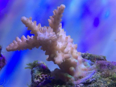 SPS-coral.jpg