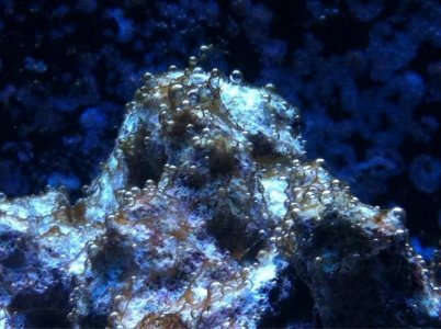 ImageUploadedByTapatalk1425950760.789809.jpg ImageUploadedByTapatalk1425950760.789809.jpg