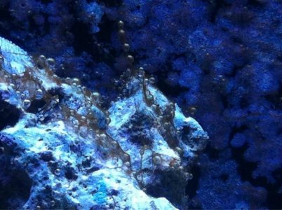 ImageUploadedByTapatalk1425950778.322918.jpg ImageUploadedByTapatalk1425950778.322918.jpg