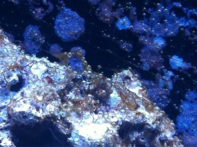 ImageUploadedByTapatalk1425950788.906611.jpg ImageUploadedByTapatalk1425950788.906611.jpg