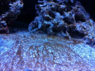 ImageUploadedByTapatalk1425950799.303994.jpg ImageUploadedByTapatalk1425950799.303994.jpg