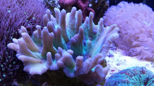 Cup Coral (Pectinia).jpg