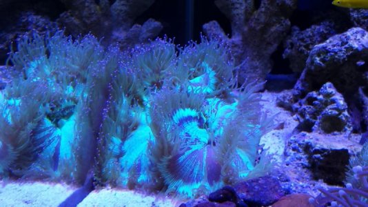 Elegance Coral (Catalaphyllia).jpg